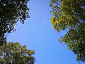 Low angle view of trees against blue sky