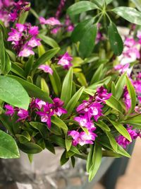 Close-up of pink flowers blooming outdoors