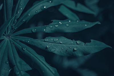 Close-up of raindrops on leaves