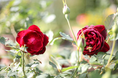 Close-up of red rose