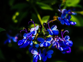 Close-up of purple flowering plants