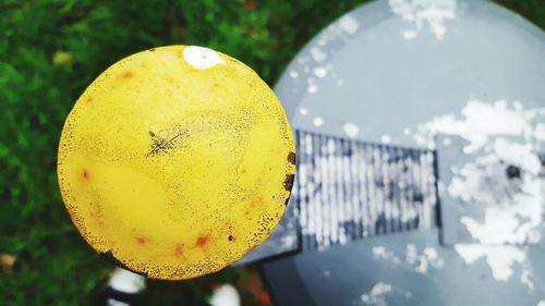 Close-up of yellow fruit on water