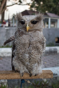 Portrait of owl perching outdoors