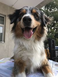 Close-up portrait of dog