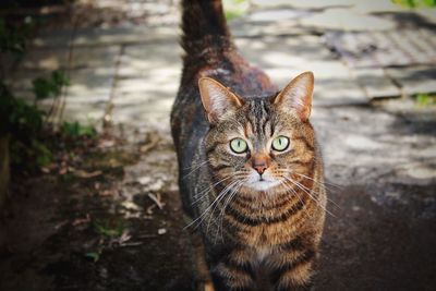 Close-up portrait of cat