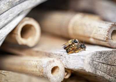Close-up of bee on wood