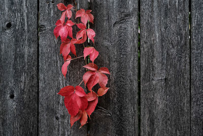 Close-up of red maple leaves on wood