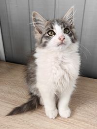 pet