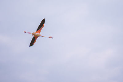 Low angle view of flamingo flying against sky