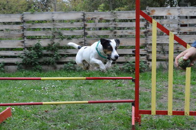 Dog playing with hand by fence