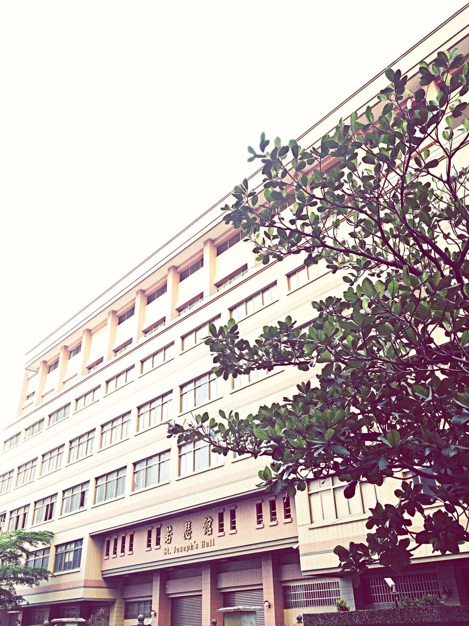 architecture, built structure, low angle view, building exterior, clear sky, growth, building, residential building, tree, sky, potted plant, day, window, residential structure, outdoors, copy space, plant, balcony, no people, city