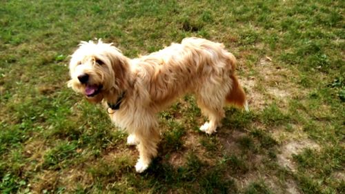View of dog standing on field