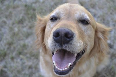 Close-up portrait of golden retriever on field