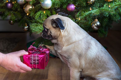 Christmas. a mans hand gives a gift to the pug. the dog puts his paw on the gift.