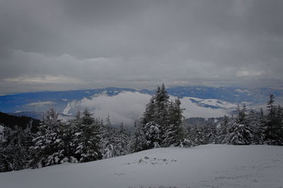 Trees on snow covered land against sky