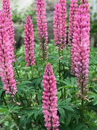 Close-up of pink flowering plants