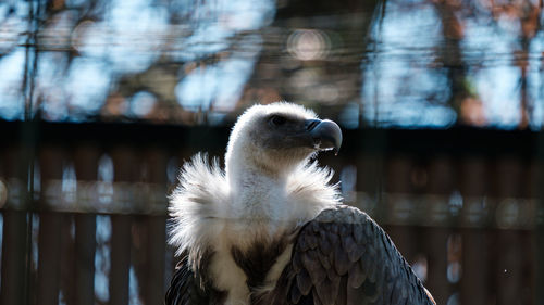 Close-up of a bird against blurred background