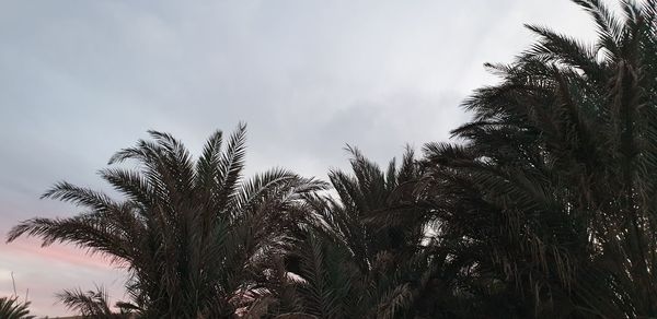 Low angle view of palm trees against sky