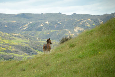 Dog on landscape