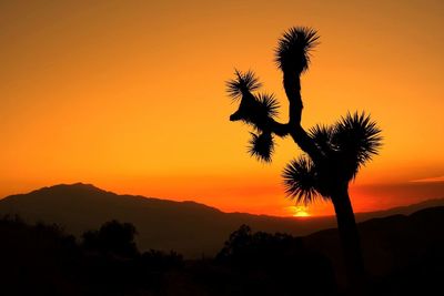 Silhouette of palm trees at sunset