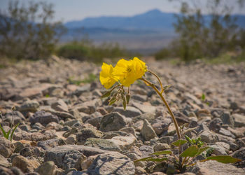 Close-up of yellow flower on field