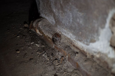 Close-up of lizard