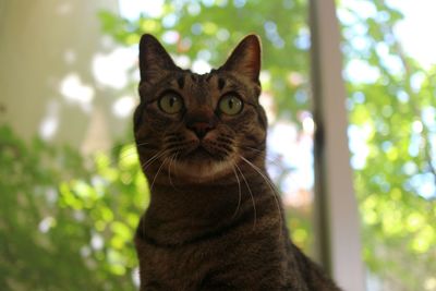 Close-up portrait of tabby cat on tree