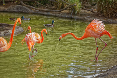 Birds in lake