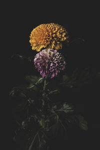 Close-up of flowering plant against black background