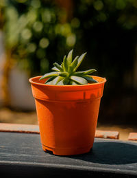 Close-up of green cqctus  in orange potted plant