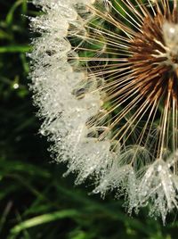 Close-up of flower plant