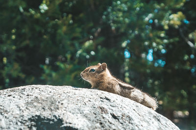 Close-up of chipmunk on rock