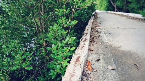 High angle view of plants growing by footpath