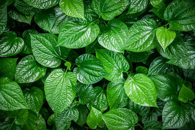 Green leaf background, betel leaf heart shape beautiful in garden 
