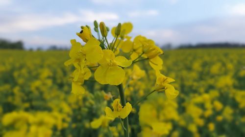 Close-up of yellow flowering plant in field