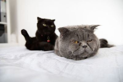 Portrait of cat relaxing on bed at home