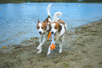 Dogs playing on field