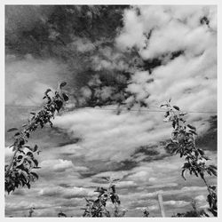 Low angle view of plants against sky