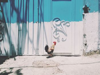 Rooster against gate