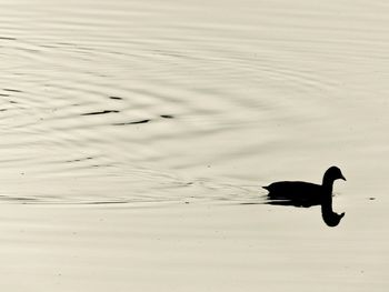 Bird flying over lake