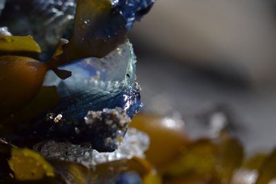 Close-up of ice cream in water