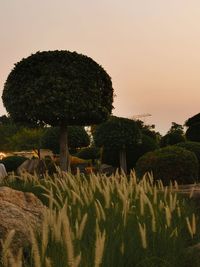 Plants growing on field against sky during sunset