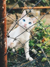 Portrait of a cat on fence