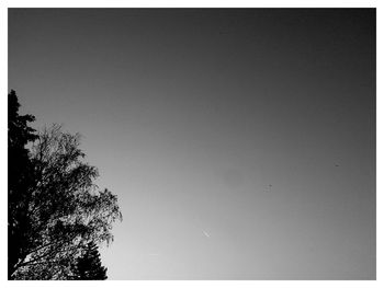 Low angle view of trees against clear sky