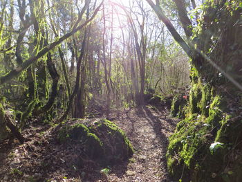 Trees growing in forest