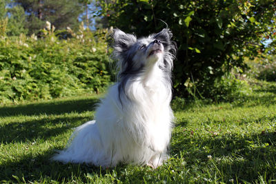 Close-up of white dog on grass