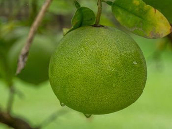 Close-up of lemon growing on tree