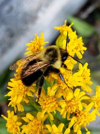 Close-up of bee pollinating on yellow flower.