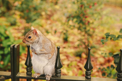 Close-up of squirrel on fence against autumn trees