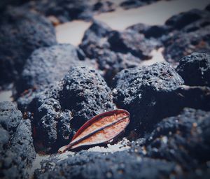 Close-up of rocks